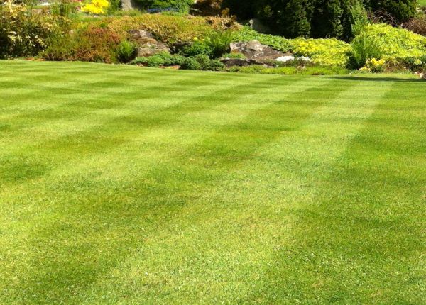 Cost of Commercial Grass Cutting in Marysville