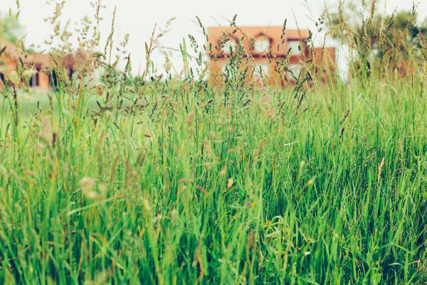 Tall Grass Cutting in Marysville
