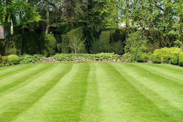 Grass Care Service in Marysville